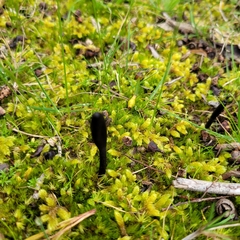 Geoglossum