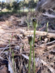 Pterostylis pedunculata