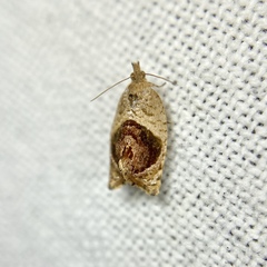 Acroceuthes metaxanthana