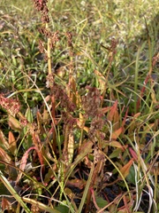 Rumex arcticus
