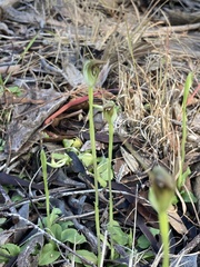 Pterostylis pedunculata
