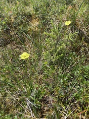 Papaver macounii discolor
