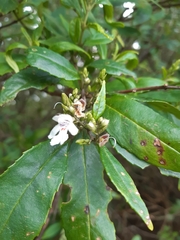 Prostanthera lasianthos