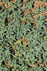 Heliotropium curassavicum