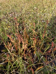 Rumex arcticus