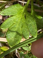 Papaver macounii discolor