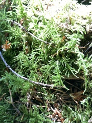Kindbergia praelonga