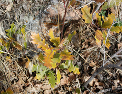 Quercus × pauciloba
