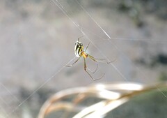 Leucauge argyra