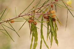 Acacia quadrilateralis