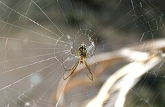 Leucauge argyra