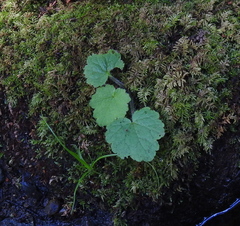 Tellima grandiflora