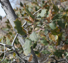 Quercus × pauciloba