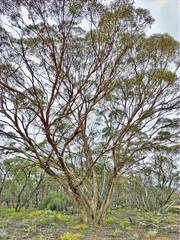 Eucalyptus oleosa oleosa