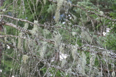 Usnea dasopoga