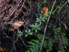 Galium triflorum