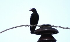 Corvus sinaloae