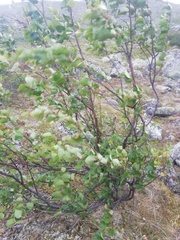 Betula pubescens
