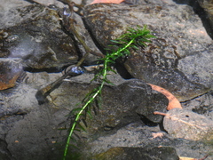 Elodea canadensis