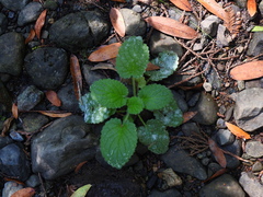 Erysiphaceae