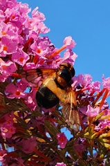 Volucella pellucens