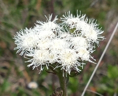 Ageratum corymbosum