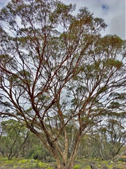 Eucalyptus oleosa oleosa
