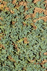 Heliotropium curassavicum