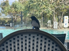 Rhipidura leucophrys