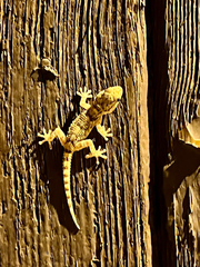 Tarentola mauritanica