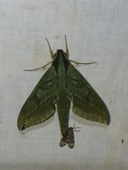 Xylophanes belti