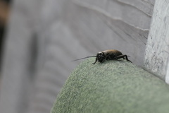 Gryllus campestris