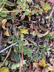 Astragalus alpinus