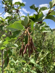 Alnus incana tenuifolia