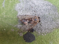 Hyalessa maculaticollis