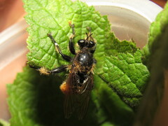 Laphria asturina