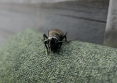 Gryllus campestris