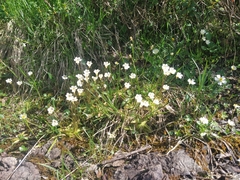Pinguicula alpina