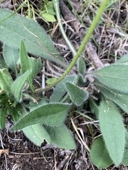 Rudbeckia hirta pulcherrima