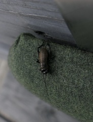 Gryllus campestris