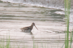Gallinago