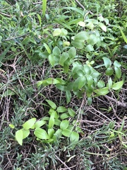 Asparagus asparagoides