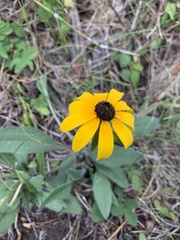 Rudbeckia hirta pulcherrima