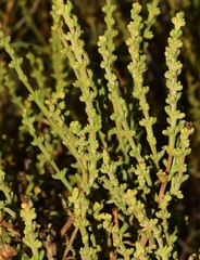 Salsola oppositifolia