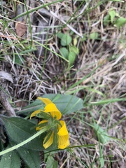 Rudbeckia hirta pulcherrima