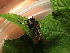 Laphria asturina