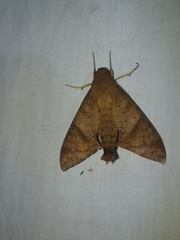 Pachylioides resumens