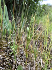 Lomatogonium rotatum