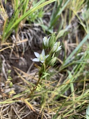 Lomatogonium rotatum