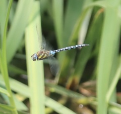 Aeshna mixta
